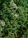 Galium physocarpum. Верхушка цветущего растения. Воронежская обл., Дивногорье, берег р. Дон, луг. 12.06.2011.