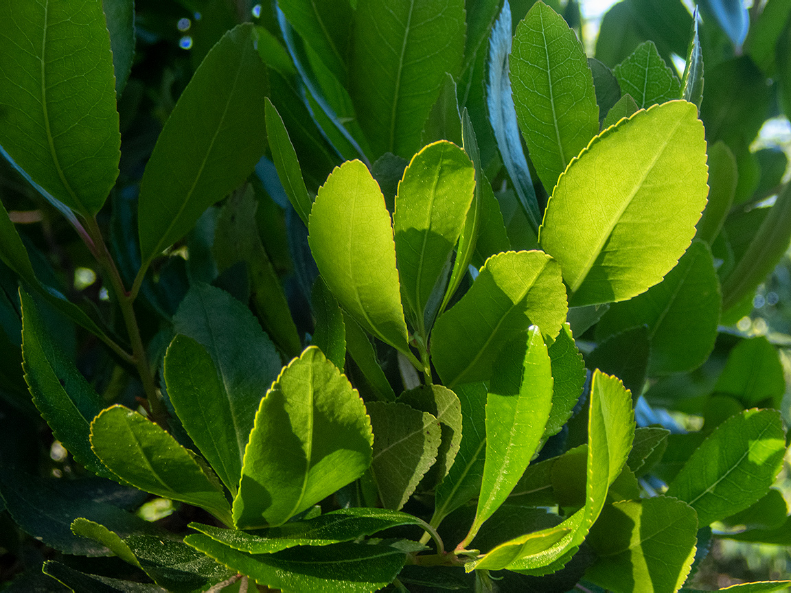 Изображение особи Euonymus japonicus.