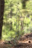 Echinops spinosissimus. Расцветающее растение. Турция, пров. Анталья, р-н Кумлуджа, вдхр. Алакыр, высокий каменистый берег, сосновый лес (с Pinus brutia). 31.05.2024.