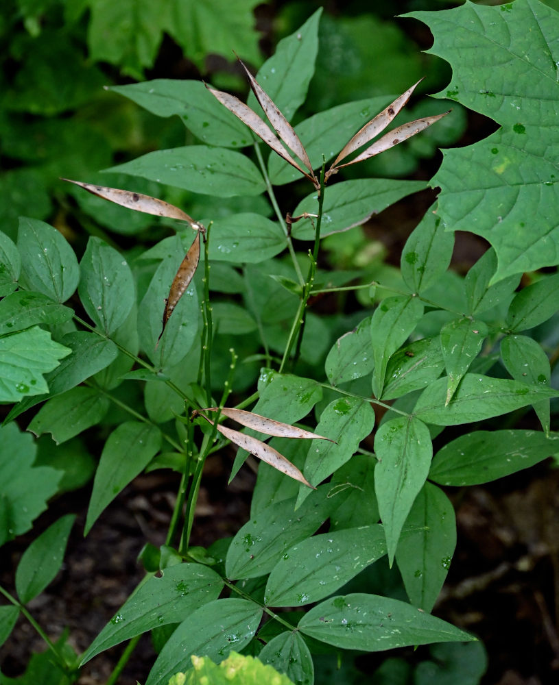 Изображение особи Lathyrus vernus.