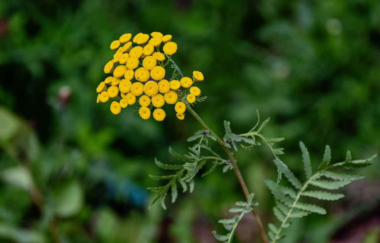 Image of Tanacetum vulgare specimen.