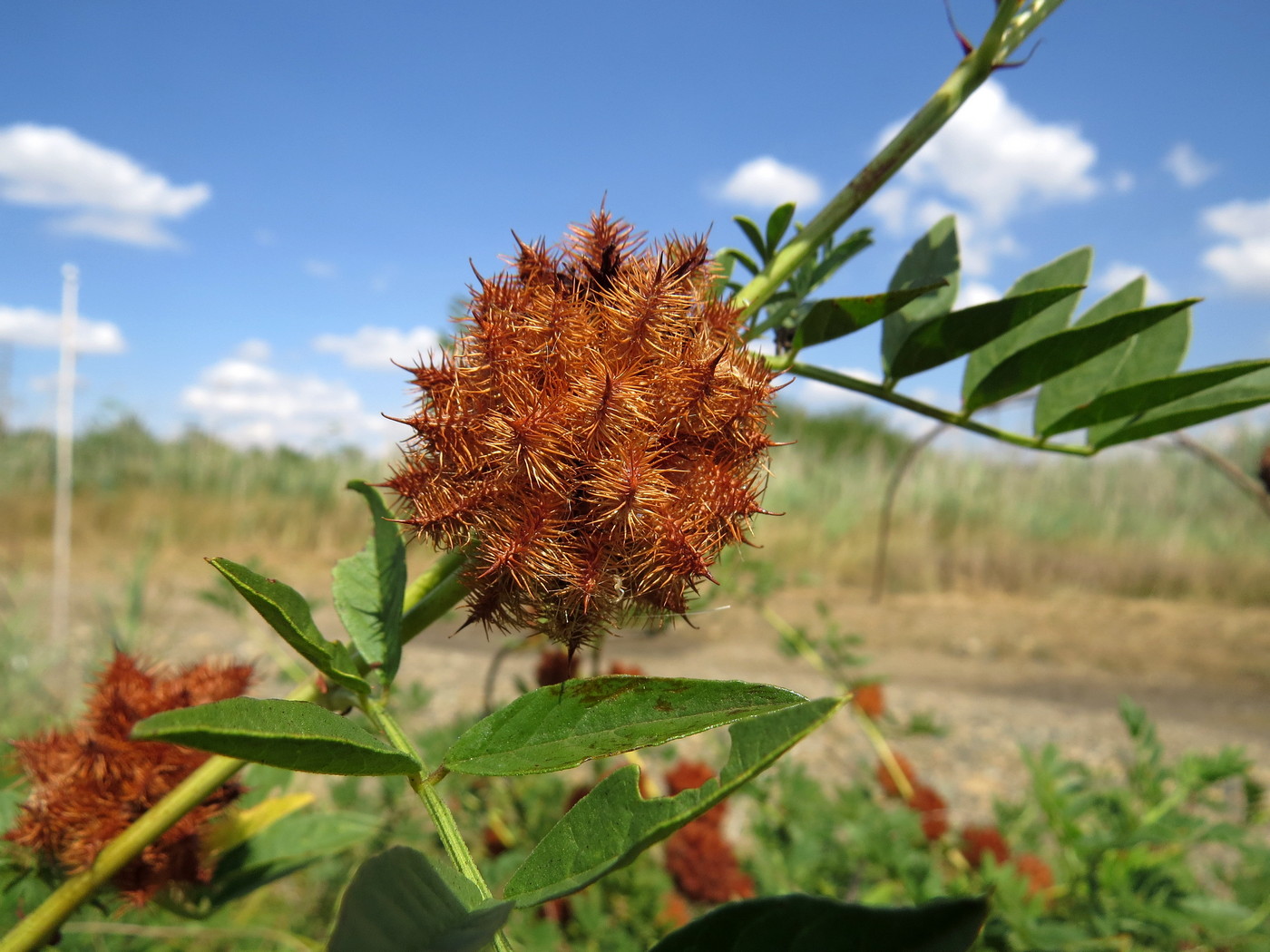 Изображение особи Glycyrrhiza echinata.