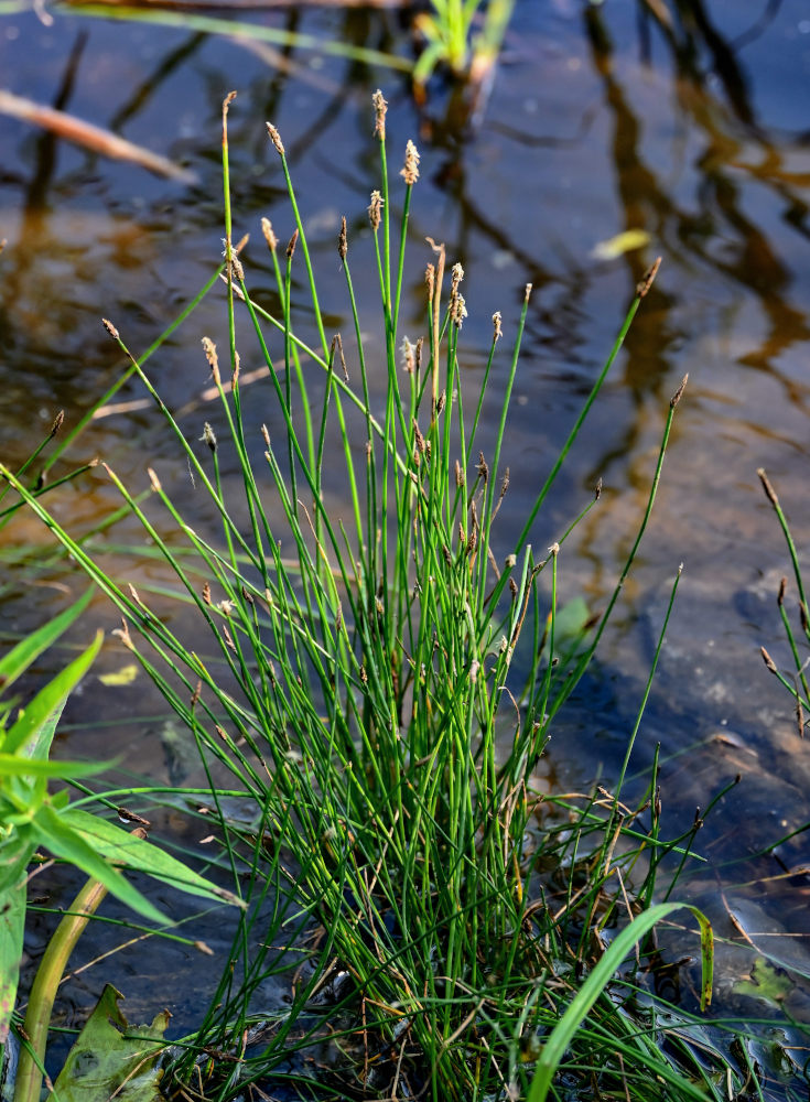 Image of Eleocharis palustris specimen.