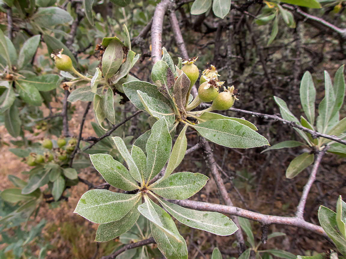 Изображение особи Pyrus elaeagrifolia.