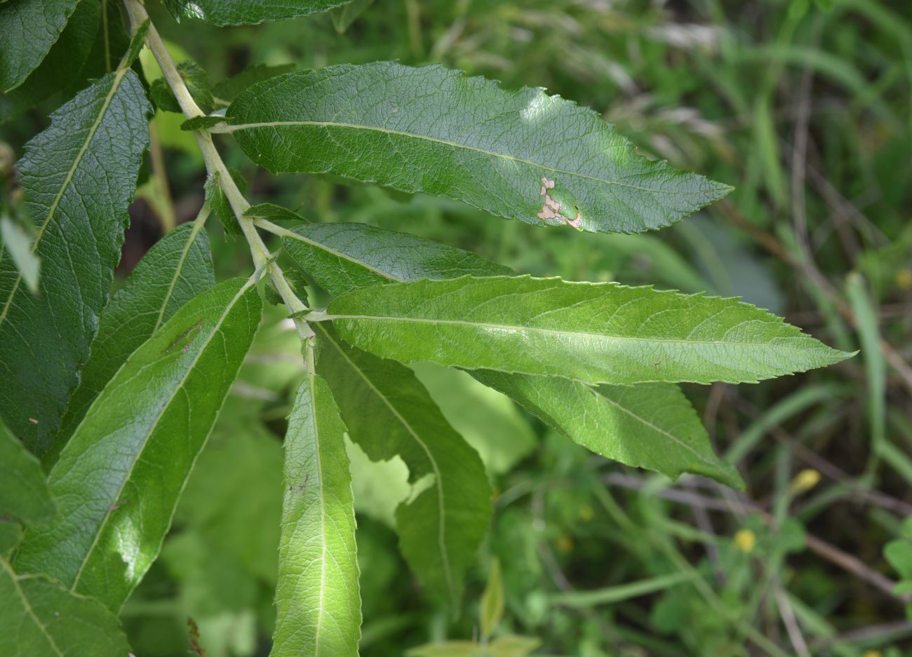 Image of genus Salix specimen.