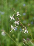 Silene saxatilis. Цветки. Чечня, Шаройский р-н, с. Хакмадой, выс. 1580 м н.у.м., луг. 30 июня 2024 г.