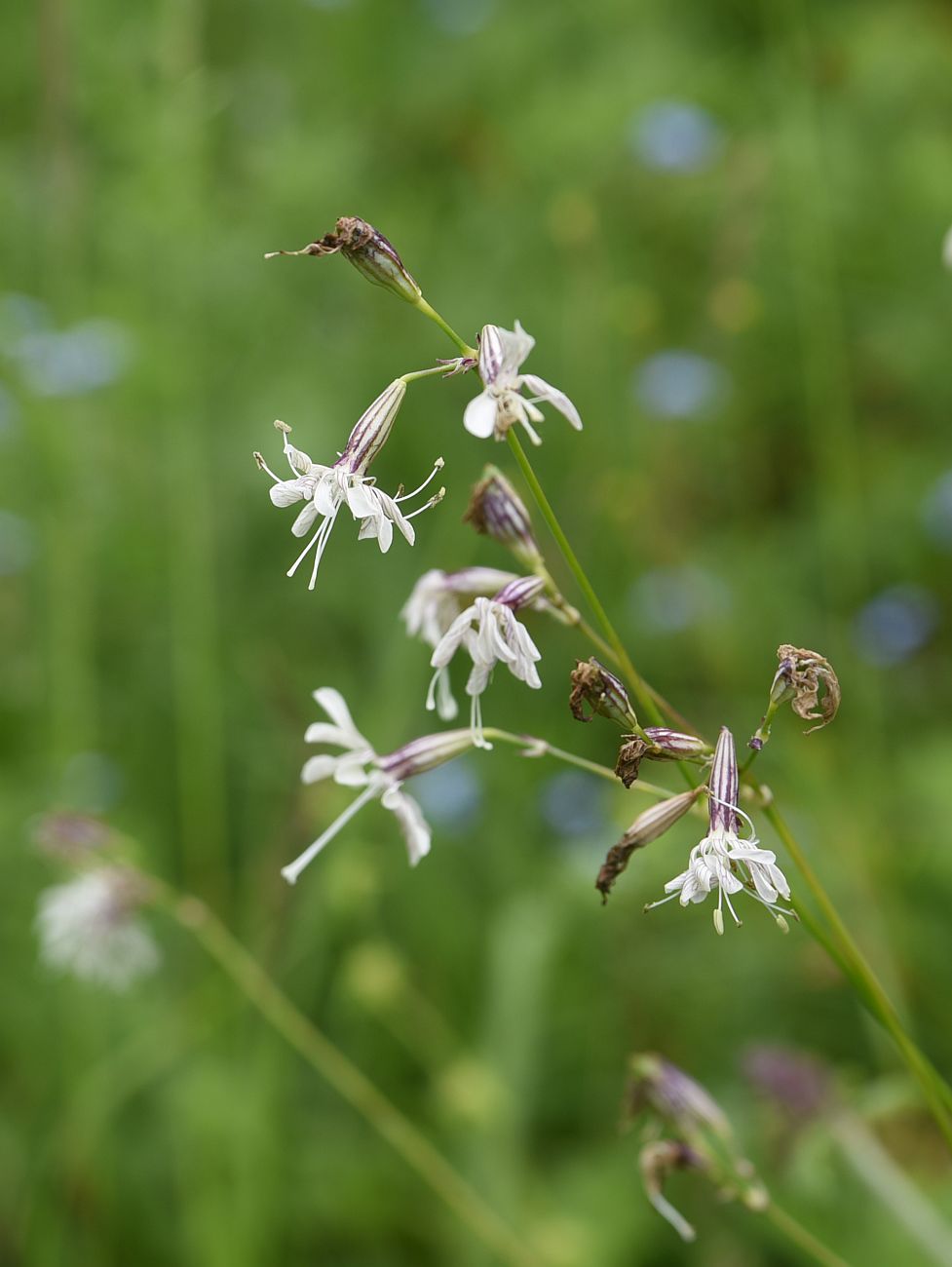 Изображение особи Silene saxatilis.