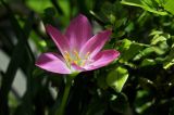 genus Zephyranthes