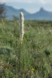 Asphodeline taurica