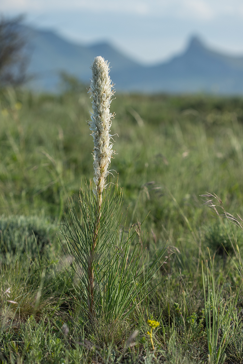 Изображение особи Asphodeline taurica.