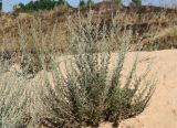 Artemisia serotina