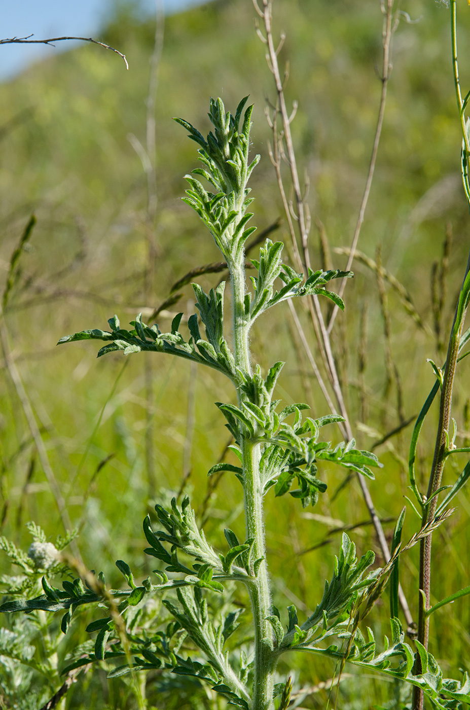 Image of genus Centaurea specimen.