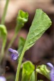 Смотреть изображение Viola mirabilis