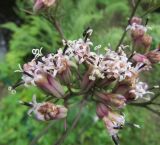 View full-size image Syneilesis aconitifolia