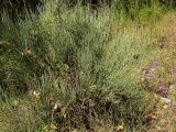 genus Ephedra. Взрослое растение в тугайном лесу. Ю-В Казахстан, дол. р. Шарын. 20 августа 2007 г.