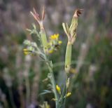 Смотреть изображение Dianthus lanceolatus