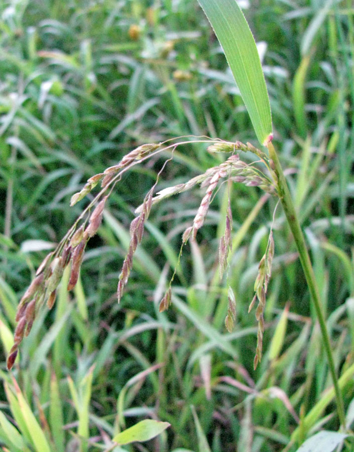 Image of Leersia oryzoides specimen.