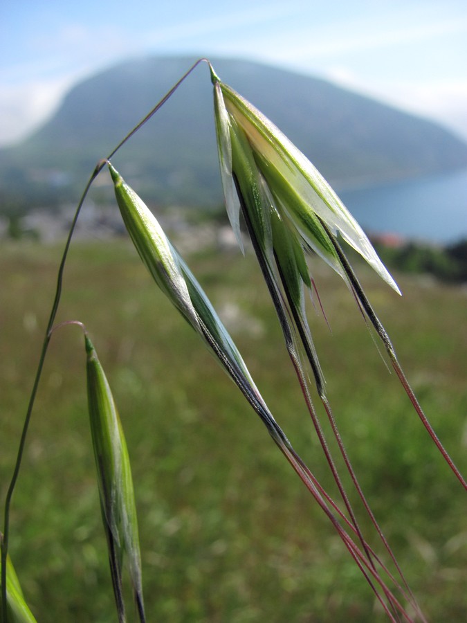 Image of Avena clauda specimen.