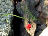 Lathyrus setifolius. Верхняя часть цветущего растения. Южный Берег Крыма, гора Аю-Даг. 27 мая 2011 г.