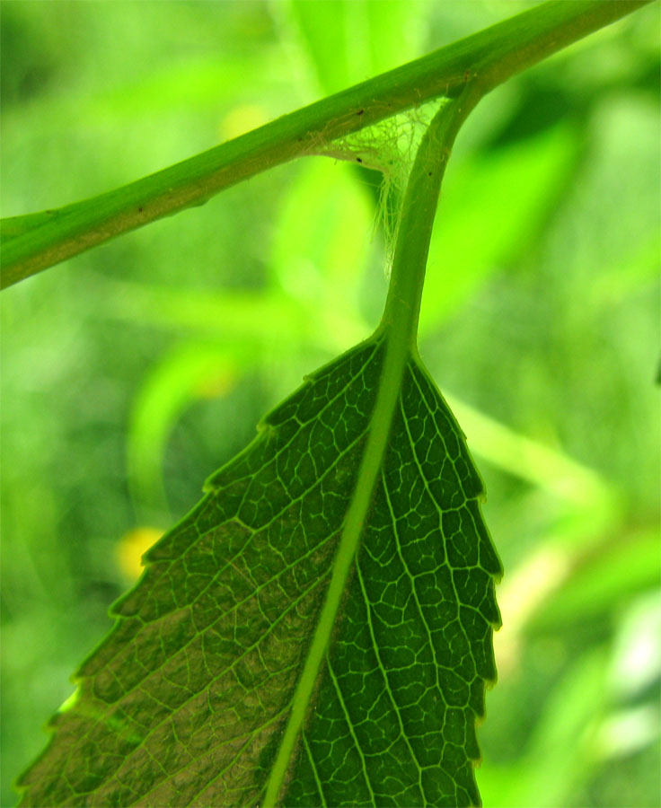 Изображение особи Salix fragilis var. sphaerica.