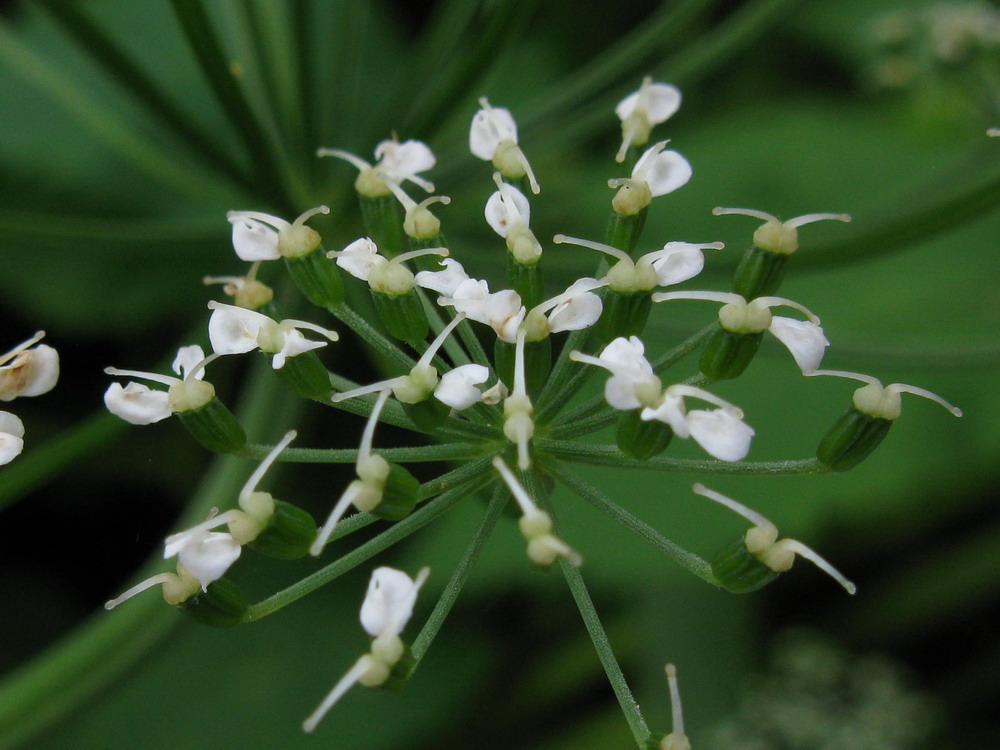 Image of Aegopodium podagraria ssp. nadeshdae specimen.