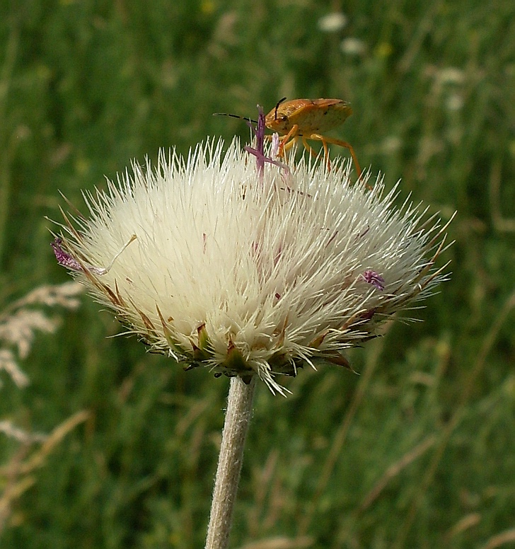 Image of Jurinea arachnoidea specimen.