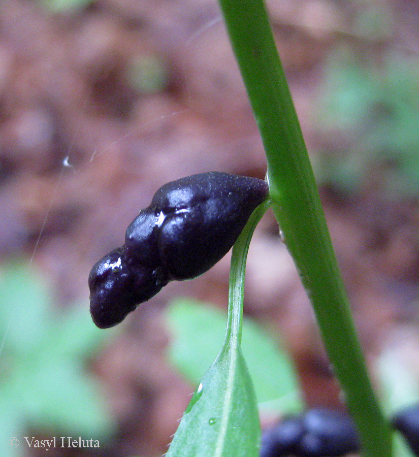 Image of Cardamine bulbifera specimen.