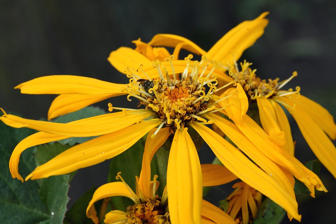 Изображение особи Ligularia dentata.