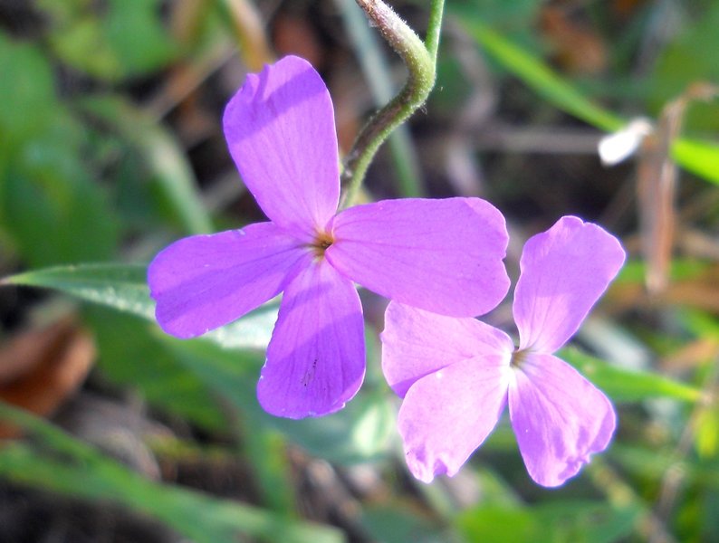 Image of Hesperis sibirica specimen.