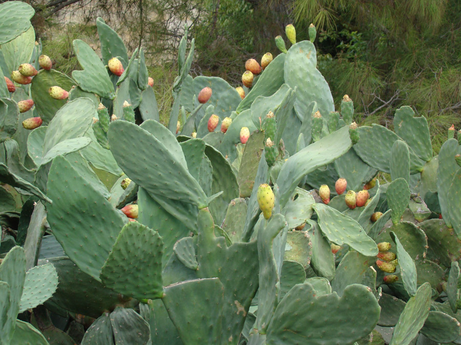 Изображение особи Opuntia ficus-indica.