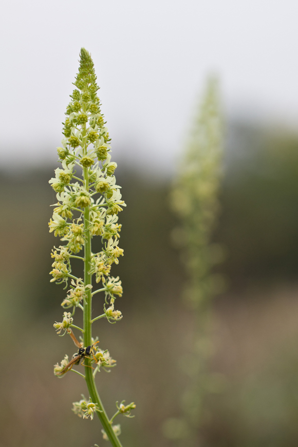 Image of Reseda lutea specimen.