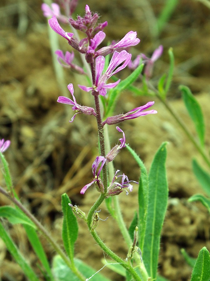 Изображение особи Strigosella turkestanica.