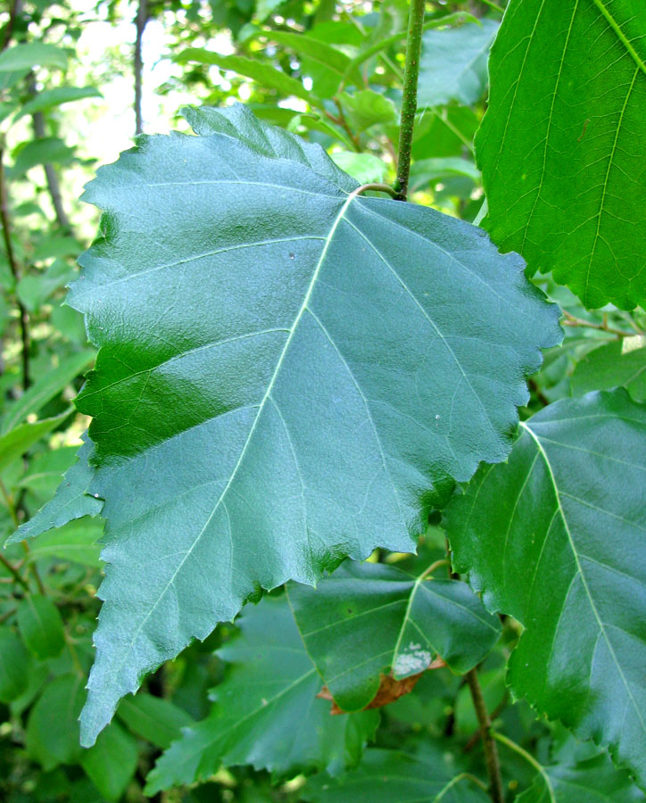 Image of Betula pendula specimen.