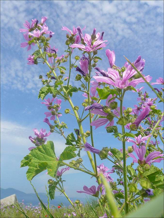 Image of Malva erecta specimen.