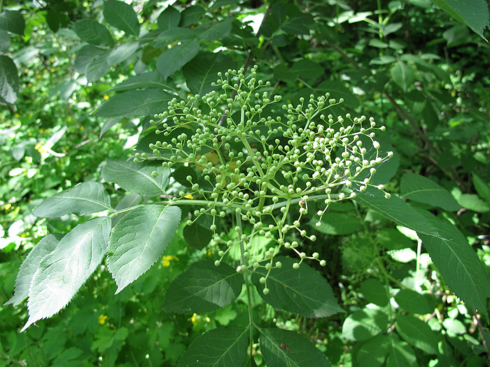 Изображение особи Sambucus nigra.