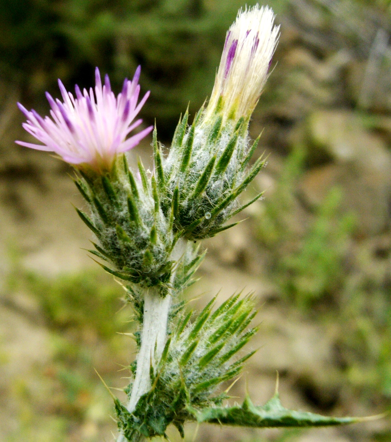 Image of Carduus cinereus specimen.