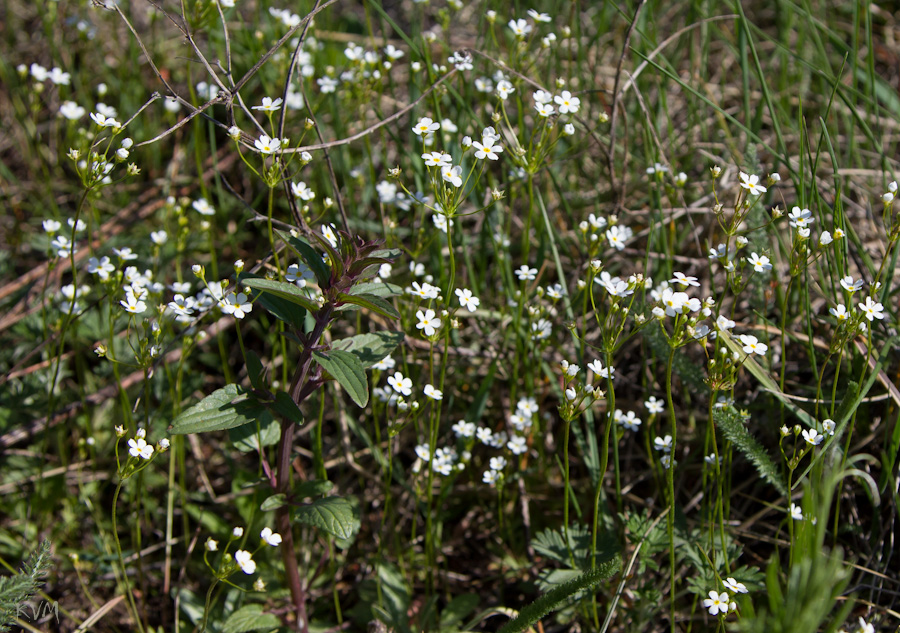 Image of Androsace lactiflora specimen.