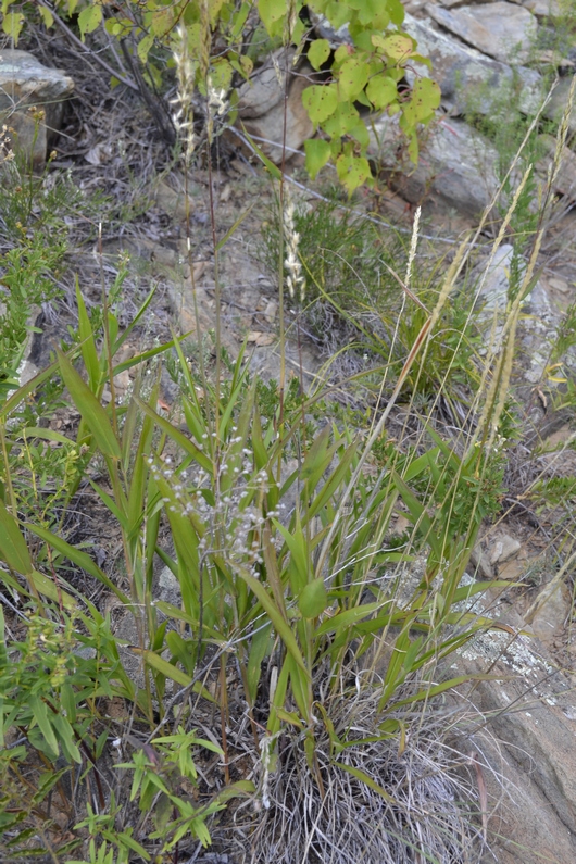 Image of Spodiopogon sibiricus specimen.