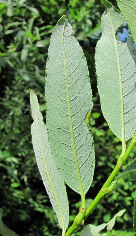 Изображение особи Salix phylicifolia.