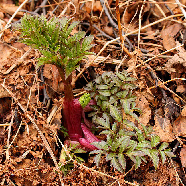 Image of Archangelica officinalis specimen.