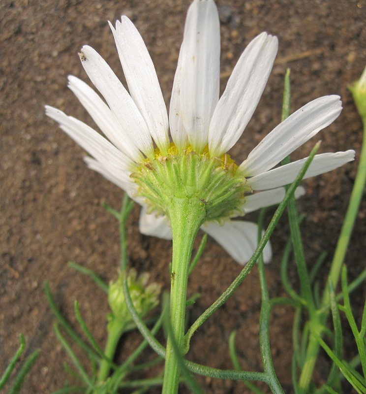 Image of Tripleurospermum inodorum specimen.