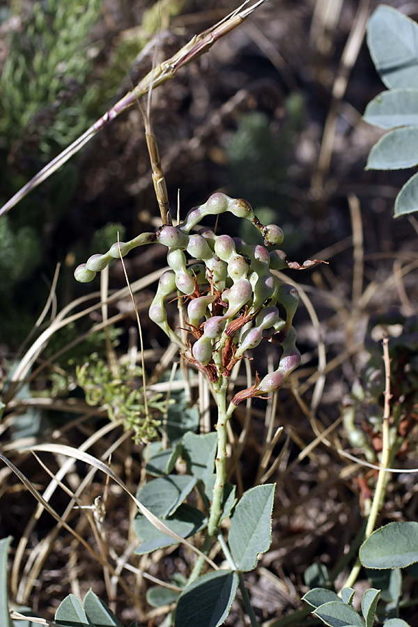 Изображение особи Glycyrrhiza aspera.