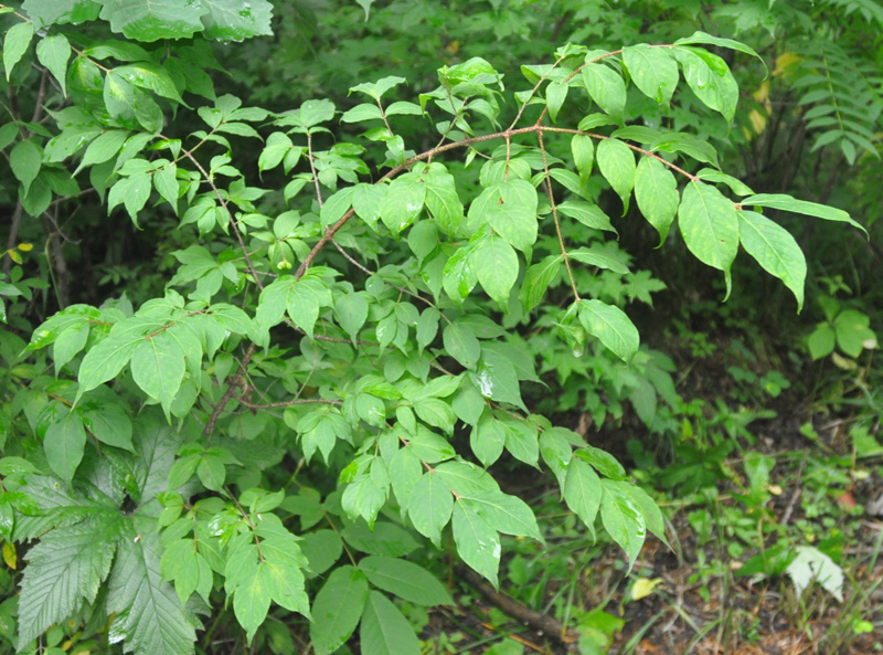 Изображение особи Euonymus pauciflorus.