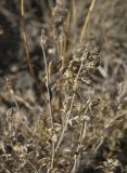 Silene spergulifolia. Соплодия. Азербайджан, Лерикский р-н, окр. пос. Госмальян. 18.09.2012.