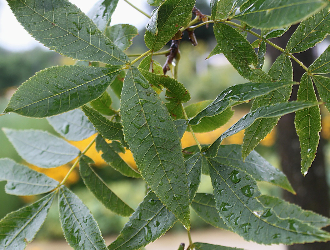 Изображение особи Carya ovata.