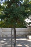 Cupressus lusitanica. Плодоносящее дерево. Португалия, округ Сантарен, муниципалитет Оурен, район Фатима, парк возле святилища Фатимы. 16.07.2012.