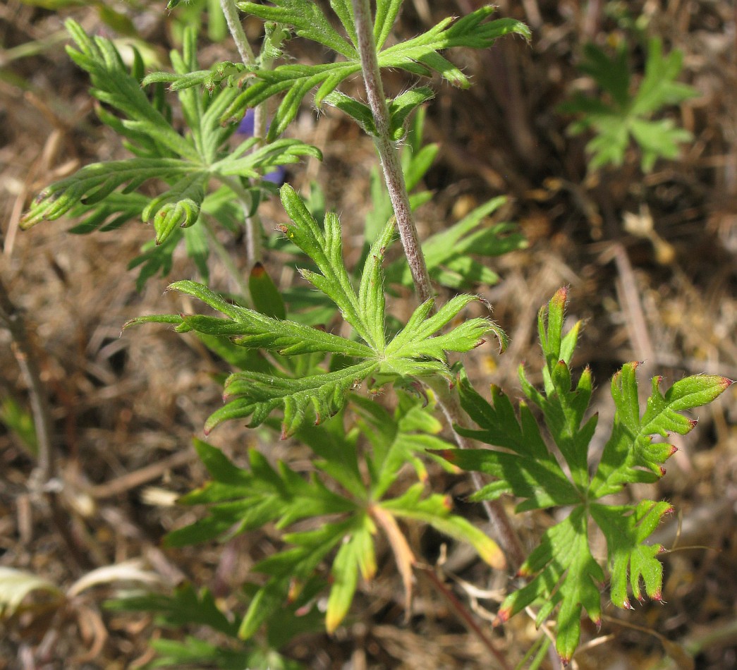 Image of Potentilla argentea specimen.