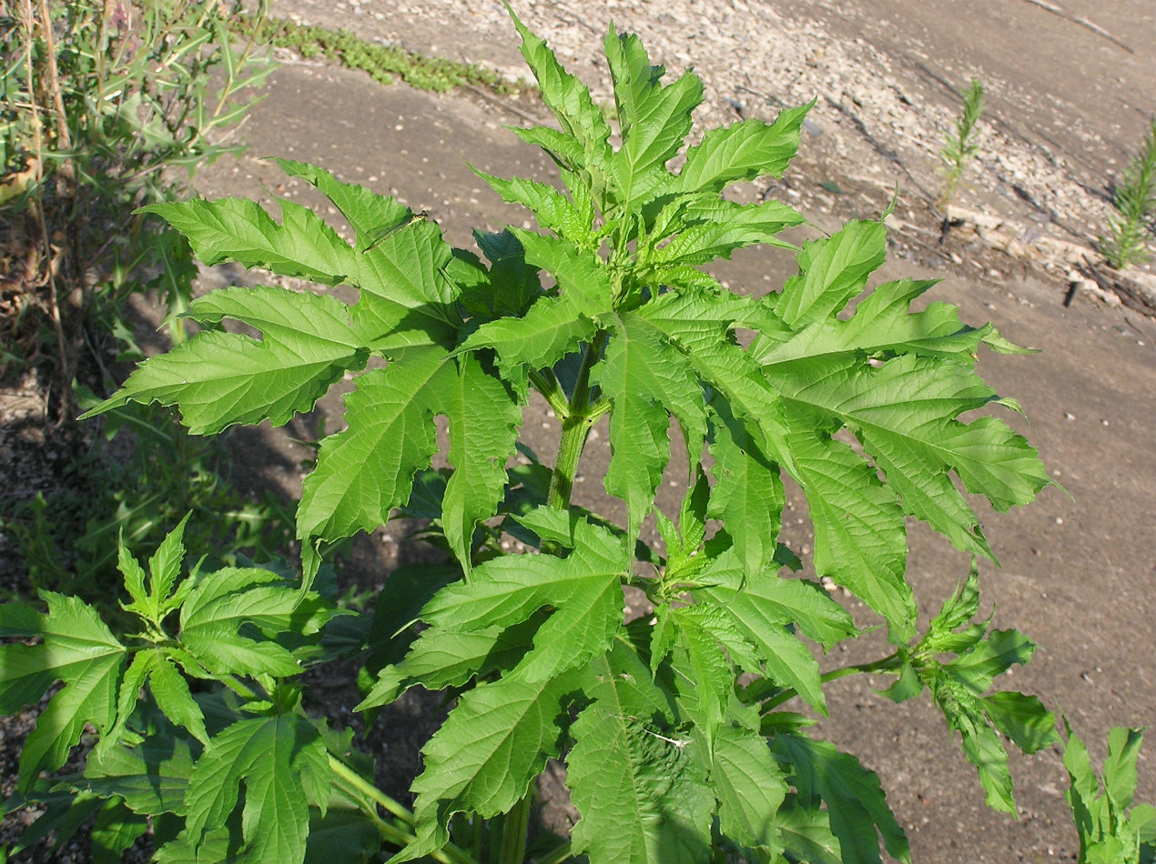 Image of Ambrosia trifida specimen.