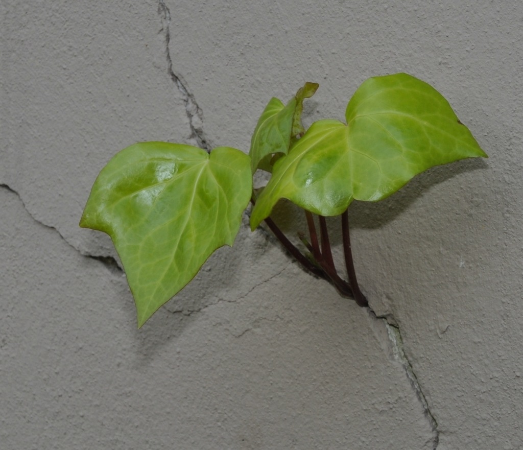 Image of Hedera helix specimen.