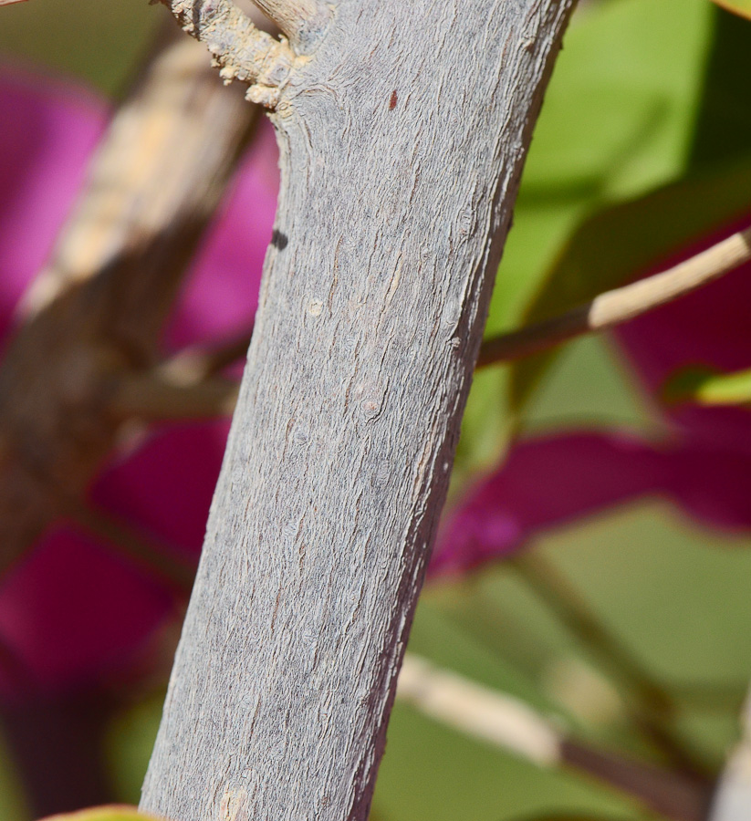 Изображение особи род Bougainvillea.